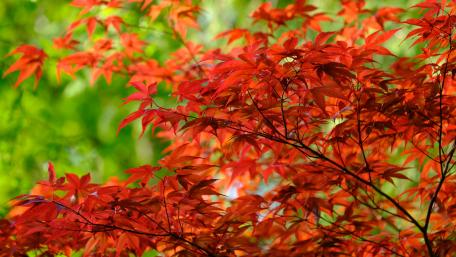 Maple tree wallpaper