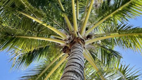 Tropical Serenity Beneath the Palm Tree Canopy wallpaper