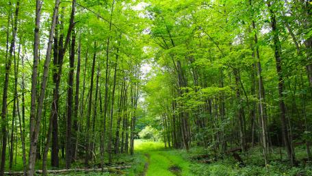 Path through the forest wallpaper