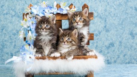 Adorable Kittens on a Cozy Bench with Flowers wallpaper
