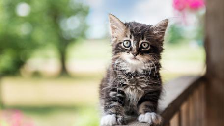 Charming Kitten in Nature's Embrace wallpaper
