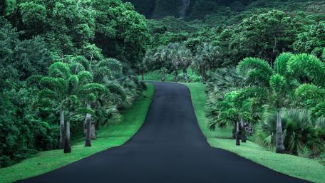 Serene Green Forest Road Wallpaper wallpaper