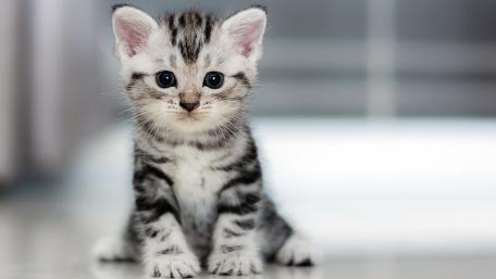 Charming Striped Kitten Staring Endearingly wallpaper