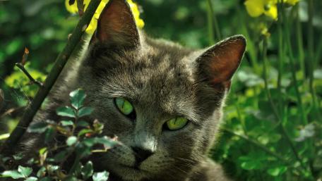 Mystical Cat with Enchanting Green Eyes wallpaper