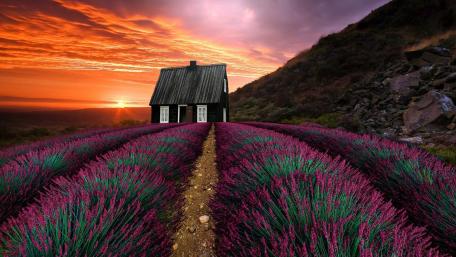 Lavender Fields at Sunset Magic wallpaper