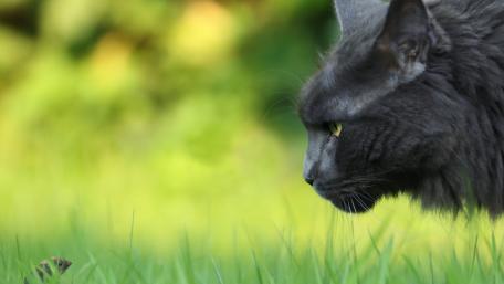 Cat hunts mouse wallpaper