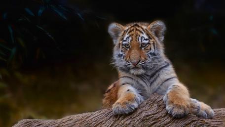 Adorable Tiger Cub Posing on a Log wallpaper