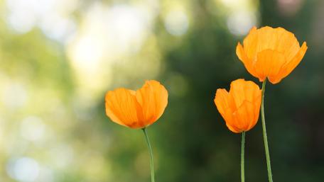 poppies wallpaper