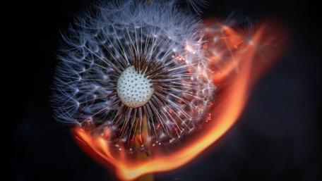 dandelion wallpaper