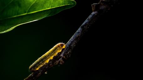 Emerging Beauty of Nature's Caterpillar wallpaper