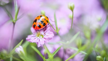 Vibrant Ladybug on Flower Petals wallpaper