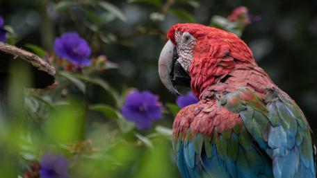 Vibrant Macaw Amidst Beautiful Blooms wallpaper
