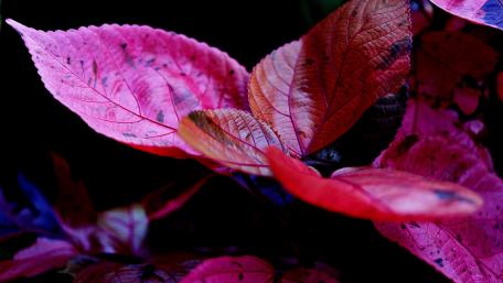 Vibrant Red Leaves in Dark Background wallpaper