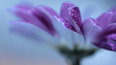 Elegance of Purple Petals in Dew Drops wallpaper