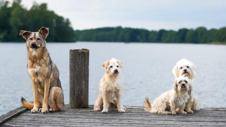 Charming Dogs at the Lakeside Pier wallpaper