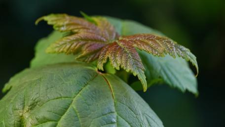 Vibrant Green Leaf Close-Up Scene wallpaper