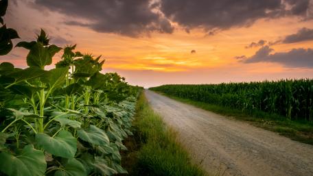 Tranquil Sunset Over Agricultural Roadway wallpaper