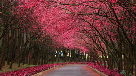 Pink Blossom Tree Lane in Springtime Beauty wallpaper