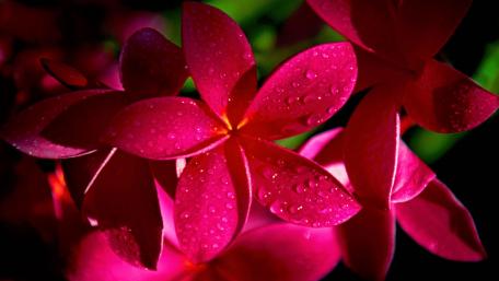Vibrant Hawaiian Rose Blooms Shine Brightly wallpaper