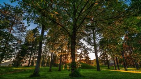 Serene Grove at Sunset Over Trees wallpaper