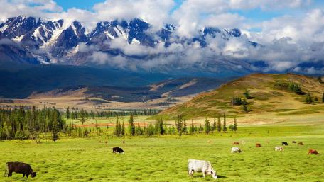 Majestic Alps with Grazing Cows in Wilderness wallpaper