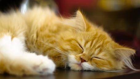 Cozy Dreams of a Tabby Cat wallpaper