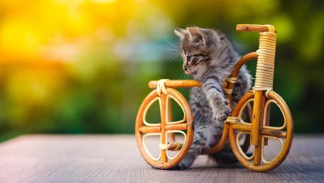 Adorable Kitten on a Bicycle wallpaper