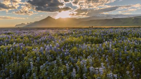 Vibrant Sunset Over Blooming Flower Field wallpaper