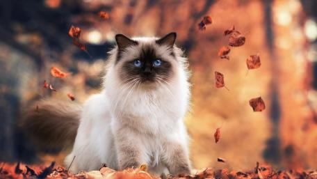 Elegant Birman Cat Among Autumn Leaves wallpaper