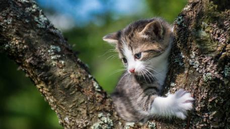 Adventurous Kitten Climbing a Tree wallpaper