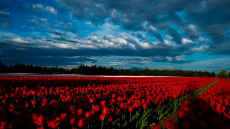 Vibrant Red Tulip Field under Dramatic Skies wallpaper