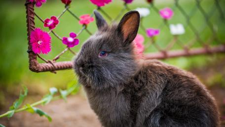 Charming Rabbit Surrounded by Flowers wallpaper