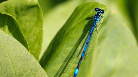 Vibrant Blue Dragonfly on Green Leaf Wallpaper wallpaper