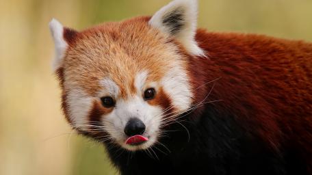 Panda wallpaper