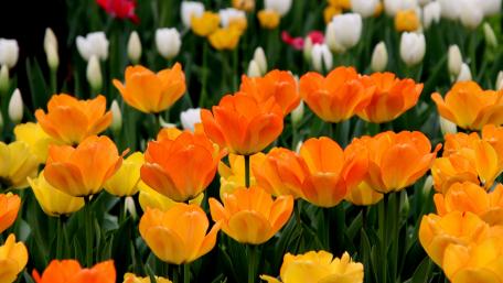 Vibrant Tulip Garden in Bloom wallpaper