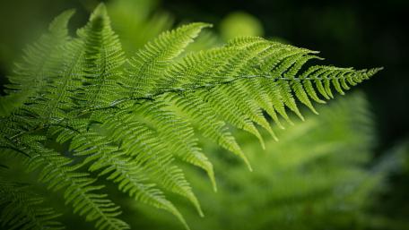 Lush Green Ferns in Nature's Embrace wallpaper