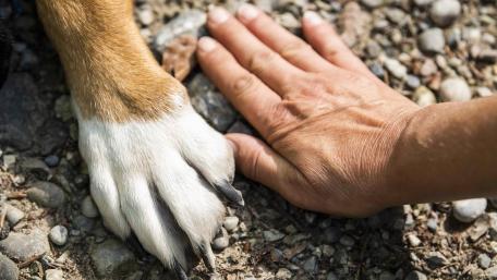 Paw and hand wallpaper