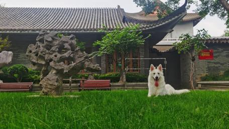 Playful Dog in a Serene Garden Setting wallpaper
