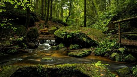Tranquil Forest Creek Scene with Lush Greenery wallpaper