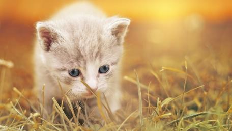 Adorable Curious Kitten Exploring Nature wallpaper