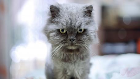 Grumpy Cat's Enigmatic Stare wallpaper