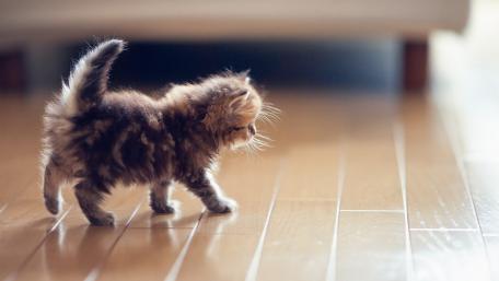 Adorable kitten exploring its new surroundings in cozy home atmosphere wallpaper