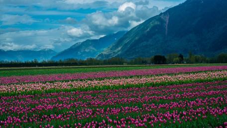 Vibrant Tulip Valley in Springtime Blooming Colors wallpaper