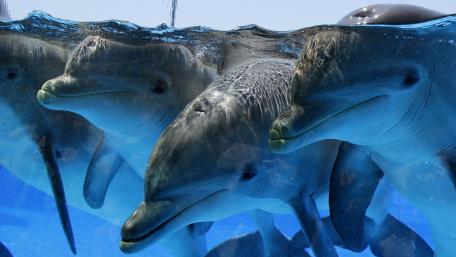 Dolphins Underwater Playtime Moments wallpaper