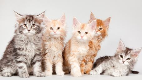 Maine Coon Kittens in Adorable Poses wallpaper
