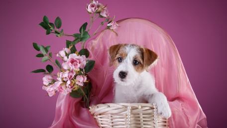 Adorable Jack Russell Terrier Puppy in a Basket wallpaper