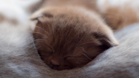 Cozy Moments of a Sleeping Kitten wallpaper