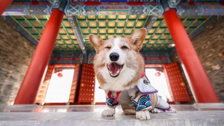 Dog wallpaper