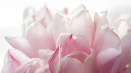Delicate Pink Petals in Bloom wallpaper