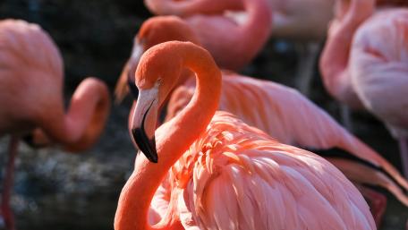 Majestic Flamingos in Their Natural Habitat wallpaper